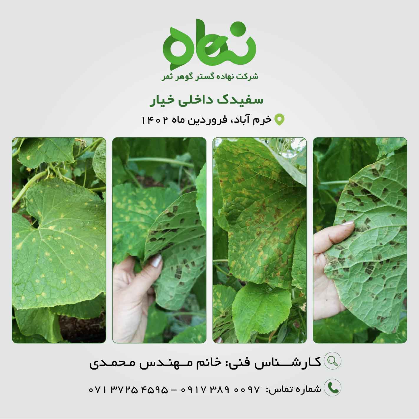 سفیدک داخلی خیار، فروردین 1402